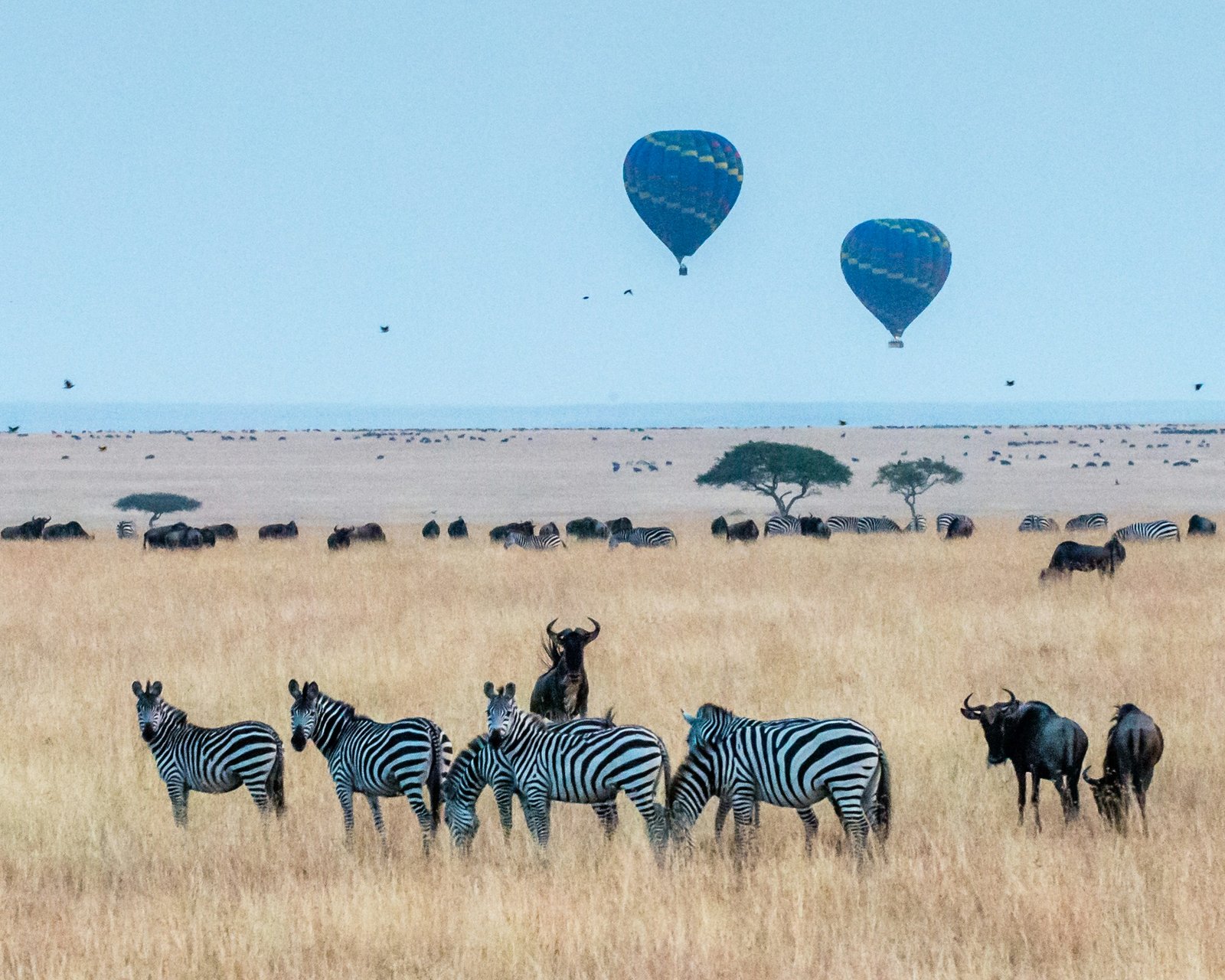 Discovering the Serengeti: An Adventure in Africa's Heart